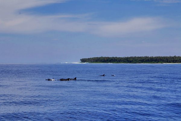 Spot Dolphins during Boat Trip - Activity Simeulue Island