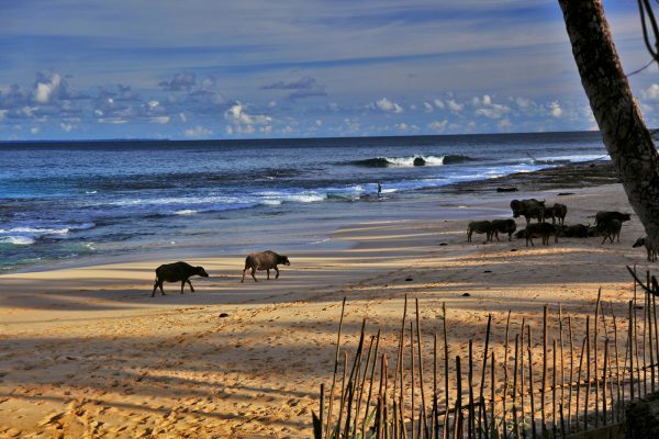 Wild Animals on Beach Simeulue Island - Nice things to do on Simeulue Island