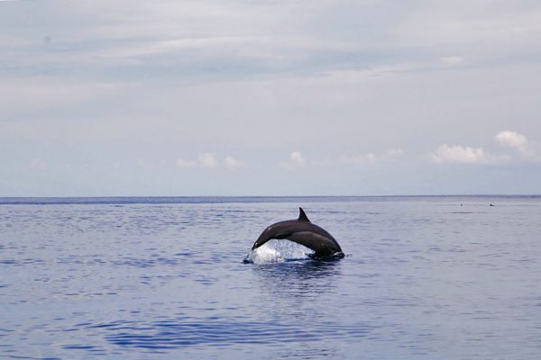 Swimming Dolphin Simeulue Surf Spot